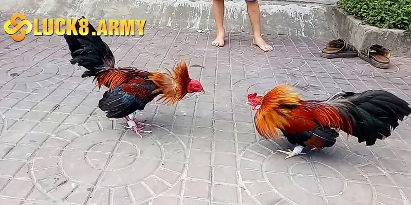 Phân tích đặc điểm chiến kê để chọn kèo